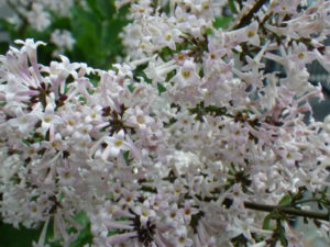 チョウセンハシドイのミスキムの花