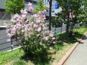 交雑種のライラックの四季藍