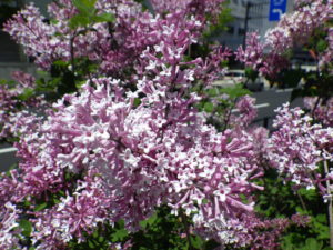 交雑種のライラックの四季藍の花