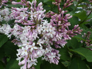 野生種のライラックのウスゲシナハシドイの花