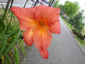 ヘメロカリスのチッパーチェリーの花
