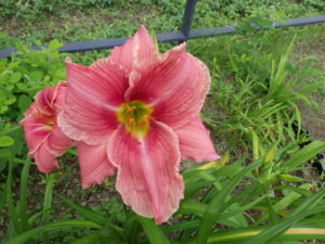 ヘメロカリスのトゥーシーローズの花