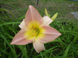 ヘメロカリスのライラックスノーの花