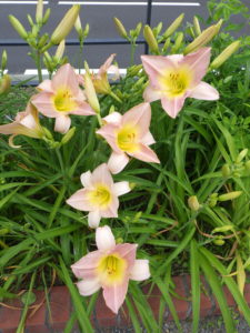 ヘメロカリスのライラックスノーの花壇