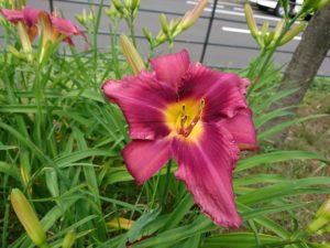 ヘメロカリスのロシアンラプソディーの花