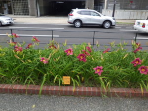 ヘメロカリスのロシアンラプソディーの花壇