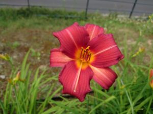 ヘメロカリスの紅雀の花
