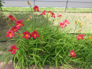 ヘメロカリスの紅雀の花壇