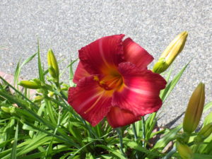 ヘメロカリスのジェイの花