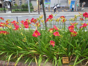 ヘメロカリスのジェイの花壇