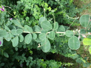 ケハギのまるい葉