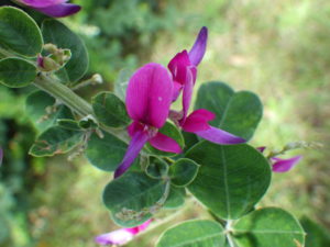 ケハギの赤い花