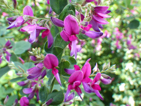 「ミヤギノハギとケハギとシラハギ」の画像