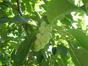 キタコブシのまだ緑の実