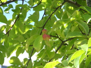 キタコブシの少し赤くなった実