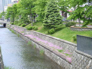 川から段上がったところに咲いているタイムロンギカウリス