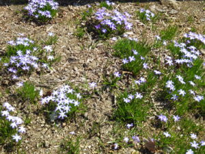 芝生斜面に春一番に咲くチオノドクサ