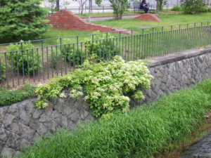 川沿いに咲いているツルアジサイ