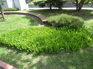 花が終わった後のドイツスズランの花壇