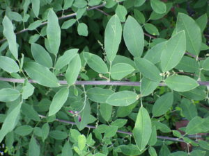 ミヤギノハギの細長い葉