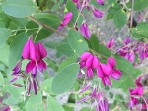 ミヤギノハギの赤い花