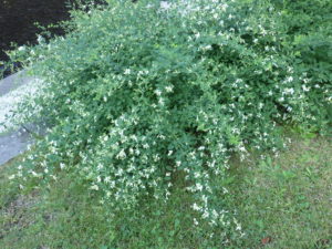 ミヤギノハギの白花
