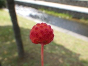 ヤマボウシの実