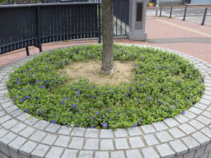 円形桝に植えられた斑入りのビンカミノール