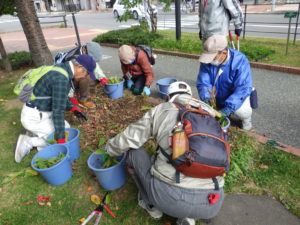 スズランを刈り込むお助け隊