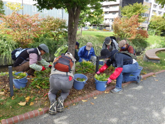 「ヘメロカリスとスズランの刈り取りで冬支度」の画像