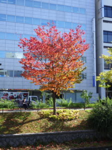 紅葉したエゾヤマザクラ