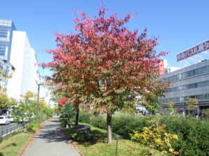 紅葉したエゾヤマザクラ