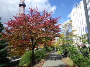 南1条の紅葉したエゾヤマザクラと園路