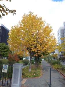 紅葉したキタコブシ