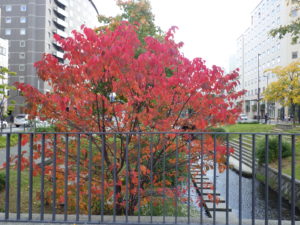 紅葉したチシマザクラ