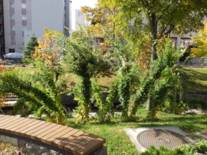 刈込を待つハギ