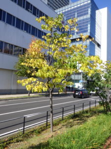 紅葉したハシドイ