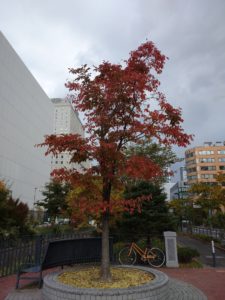 北2条の紅葉したハルニレ