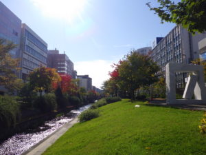 紅葉した南1条の様子