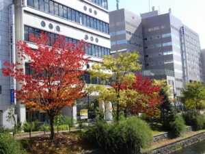 紅葉した南1条東側の様子