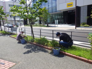9月8日の植物ボランティアの活動でヘメロカリスの茎刈りと除草をする様子