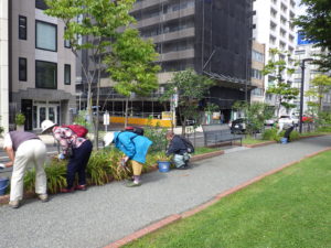9月15日の植物ボランティアの活動でヘメロカリスの茎刈りと除草をする様子