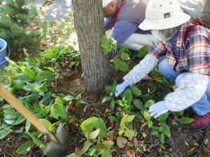 9月29日の植物ボランティアの活動でスズランの移植をする様子