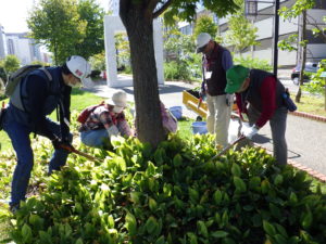 9月29日の植物ボランティアの活動でスズランの移植をする様子