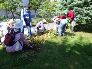 9月29日の植物ボランティアの活動でスズランの移植をする様子