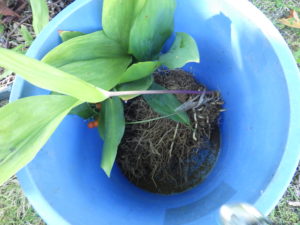 掘り取ったスズラン