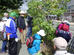 10月6日に笠先生のライラック剪定の指導を受ける植物ボランティア
