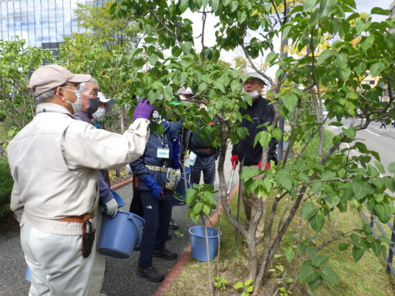 「指導を受けてライラックの秋剪定」の画像