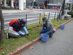 ヘメロカリスを刈り込む植物ボランティア