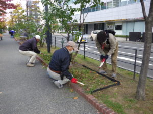 ヘメロカリスを刈り込む植物ボランティア
